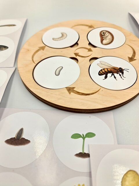 Wooden Life Cycle Matching Game for Kids