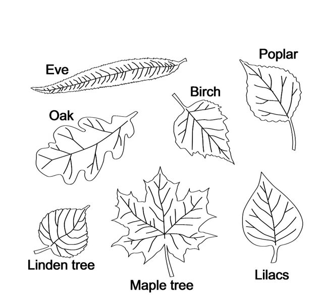 Leaves svg/Eve/Birch/Poplar/Oak/Linden tree/Maple Tree/Lilacs/For Laser Machine,Dxf,AI,Pdf,CDR,Laser Cutting